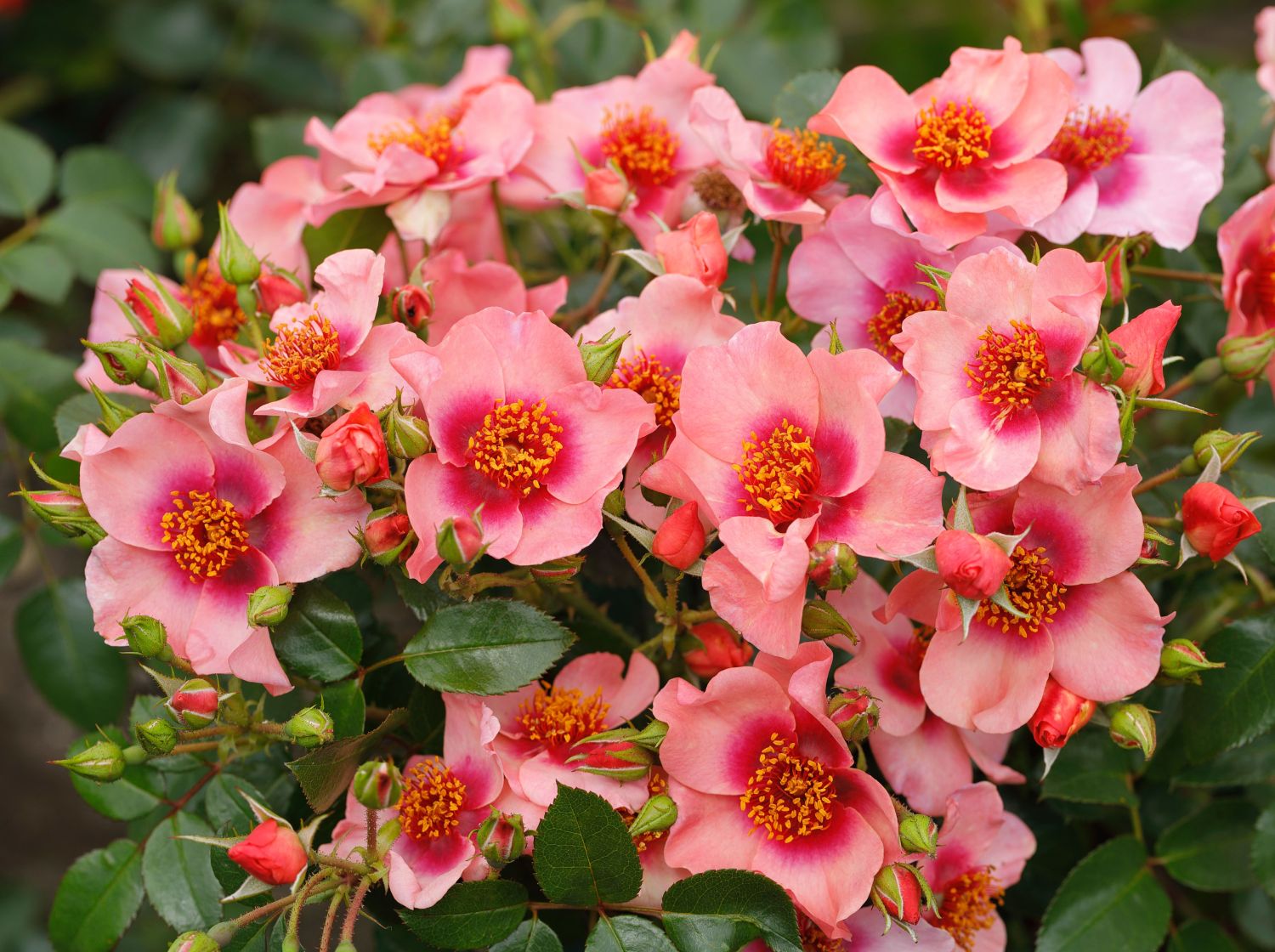 Kleinstrauchrose Orienta ® 'Shila' - Rosa Orienta ® 'Shila'