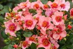 Kleinstrauchrose Orienta ® 'Shila' - Rosa Orienta ® 'Shila'