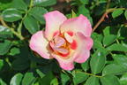 Kleinstrauchrose Orienta ® 'Shila' - Rosa Orienta ® 'Shila'