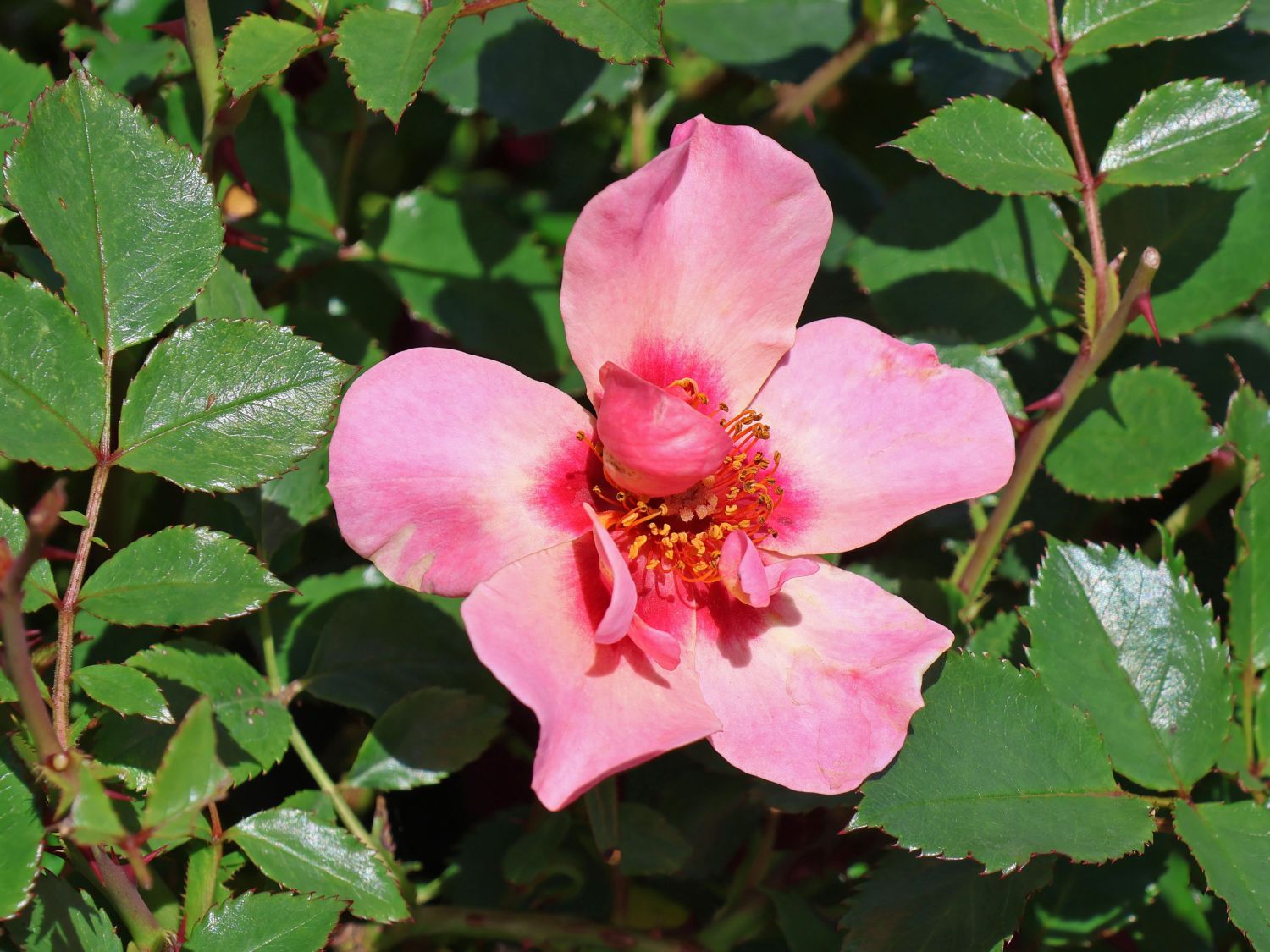 Kleinstrauchrose Orienta ® 'Shila' - Rosa Orienta ® 'Shila'