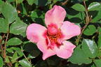 Kleinstrauchrose Orienta ® 'Shila' - Rosa Orienta ® 'Shila'