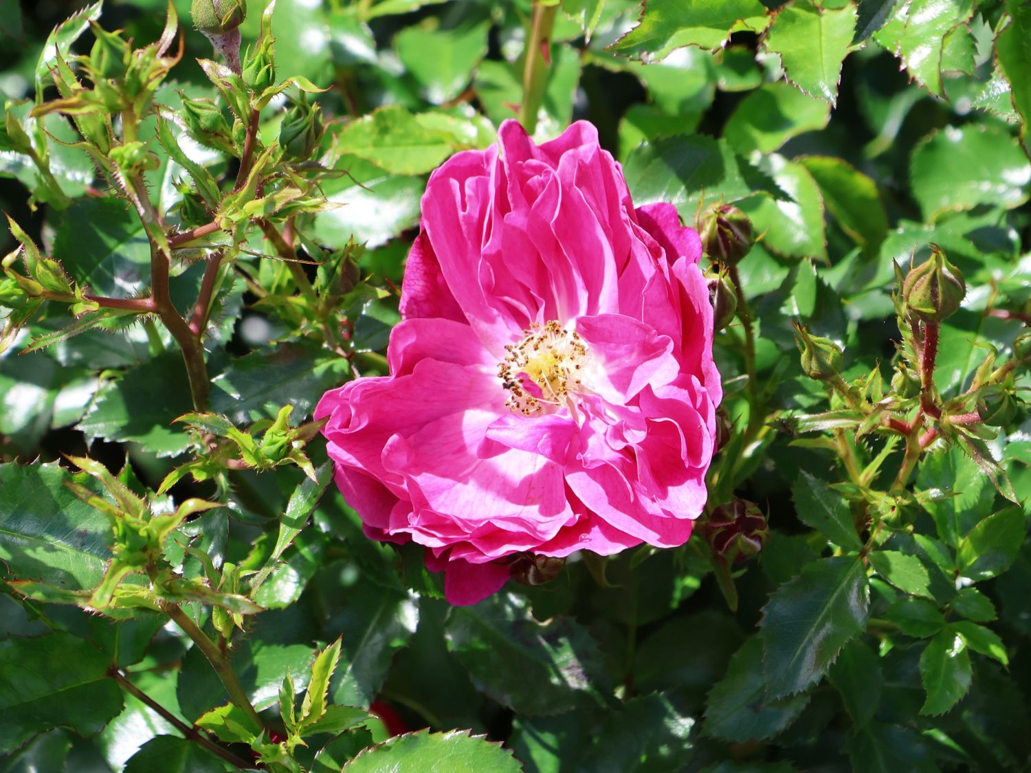 Kleinstrauchrose Rigo-Rosen ® 'Hotline' ® - Rosa Rigo-Rosen ® 'Hotline' ® ADR-Rose