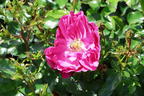 Kleinstrauchrose Rigo-Rosen ® 'Hotline' ® - Rosa Rigo-Rosen ® 'Hotline' ® ADR-Rose