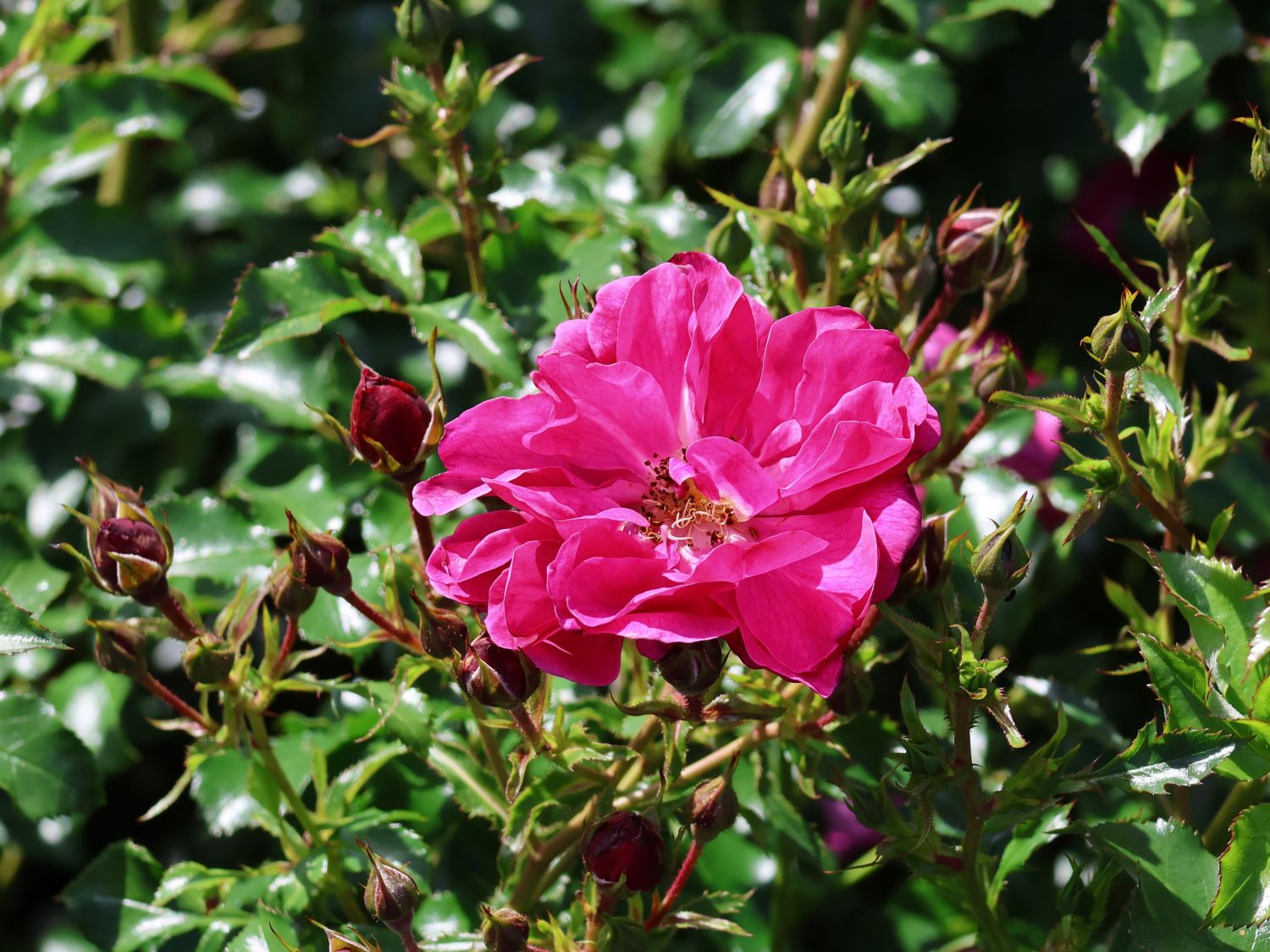 Kleinstrauchrose Rigo-Rosen ® 'Hotline' ® - Rosa Rigo-Rosen ® 'Hotline' ® ADR-Rose
