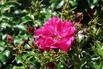 Kleinstrauchrose Rigo-Rosen ® 'Hotline' ® - Rosa Rigo-Rosen ® 'Hotline' ® ADR-Rose