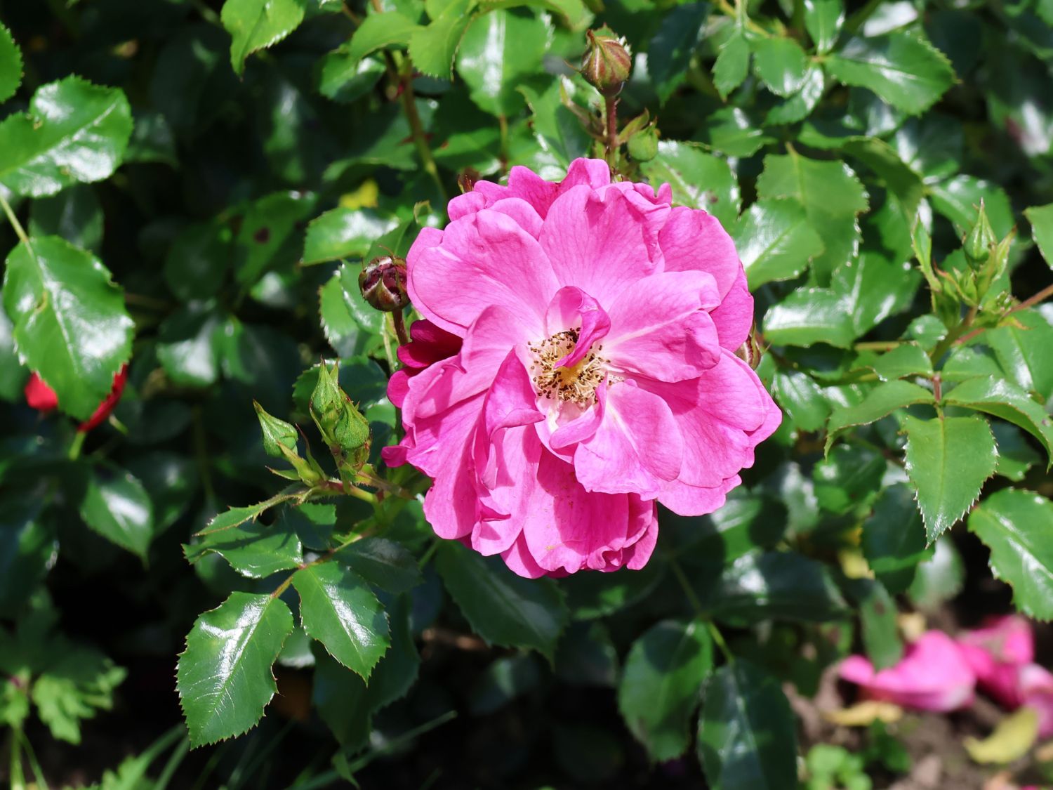 Kleinstrauchrose Rigo-Rosen ® 'Hotline' ® - Rosa Rigo-Rosen ® 'Hotline' ® ADR-Rose