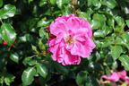 Kleinstrauchrose Rigo-Rosen ® 'Hotline' ® - Rosa Rigo-Rosen ® 'Hotline' ® ADR-Rose