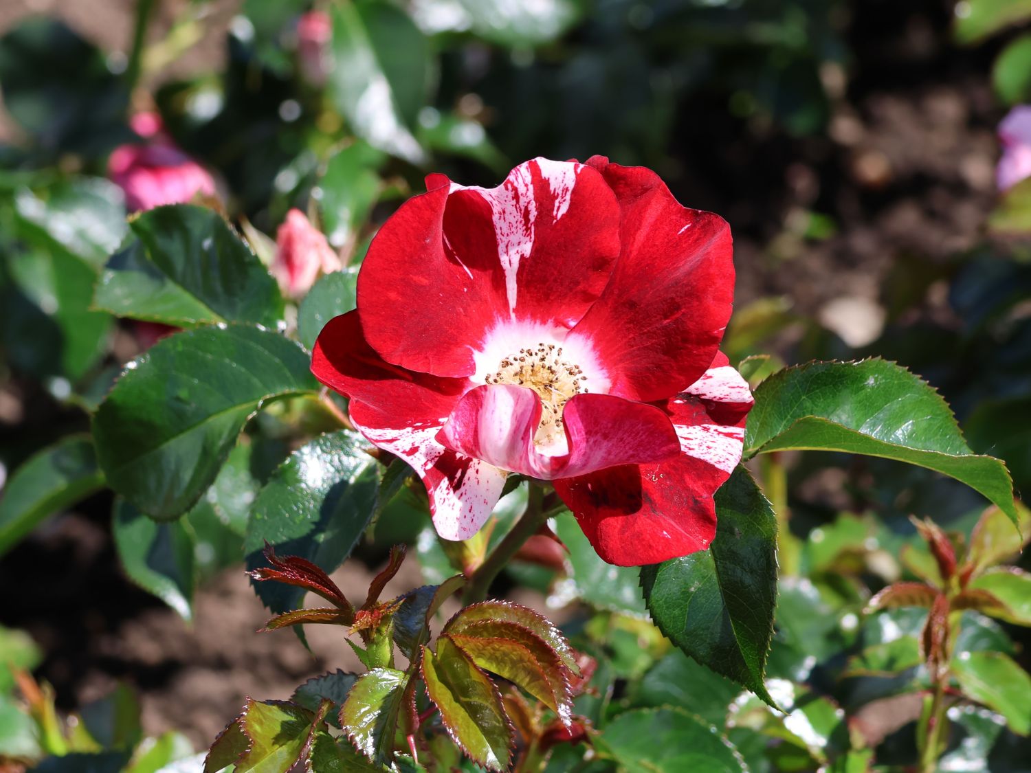 Kleinstrauchrose 'Simsa­labim' ®