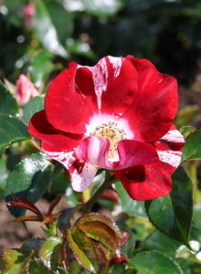 Kleinstrauchrose 'Simsalabim' ®