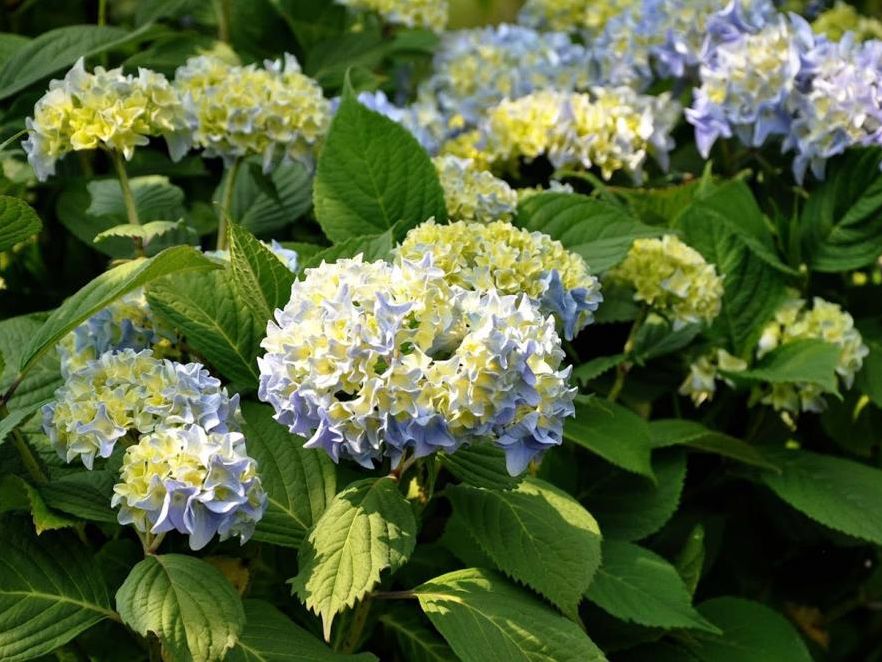 Kleinwüchsige Ballhortensie 'Nikko Blue'