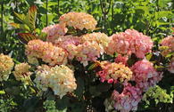 Kleinwüchsige Hortensie 'Preziosa'
