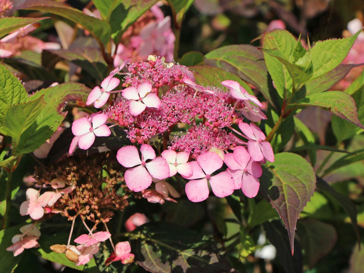 Kleinwüchsige Tellerhortensie 'Isusai-jaku' - Hydrangea serrata 'Isusai-jaku'