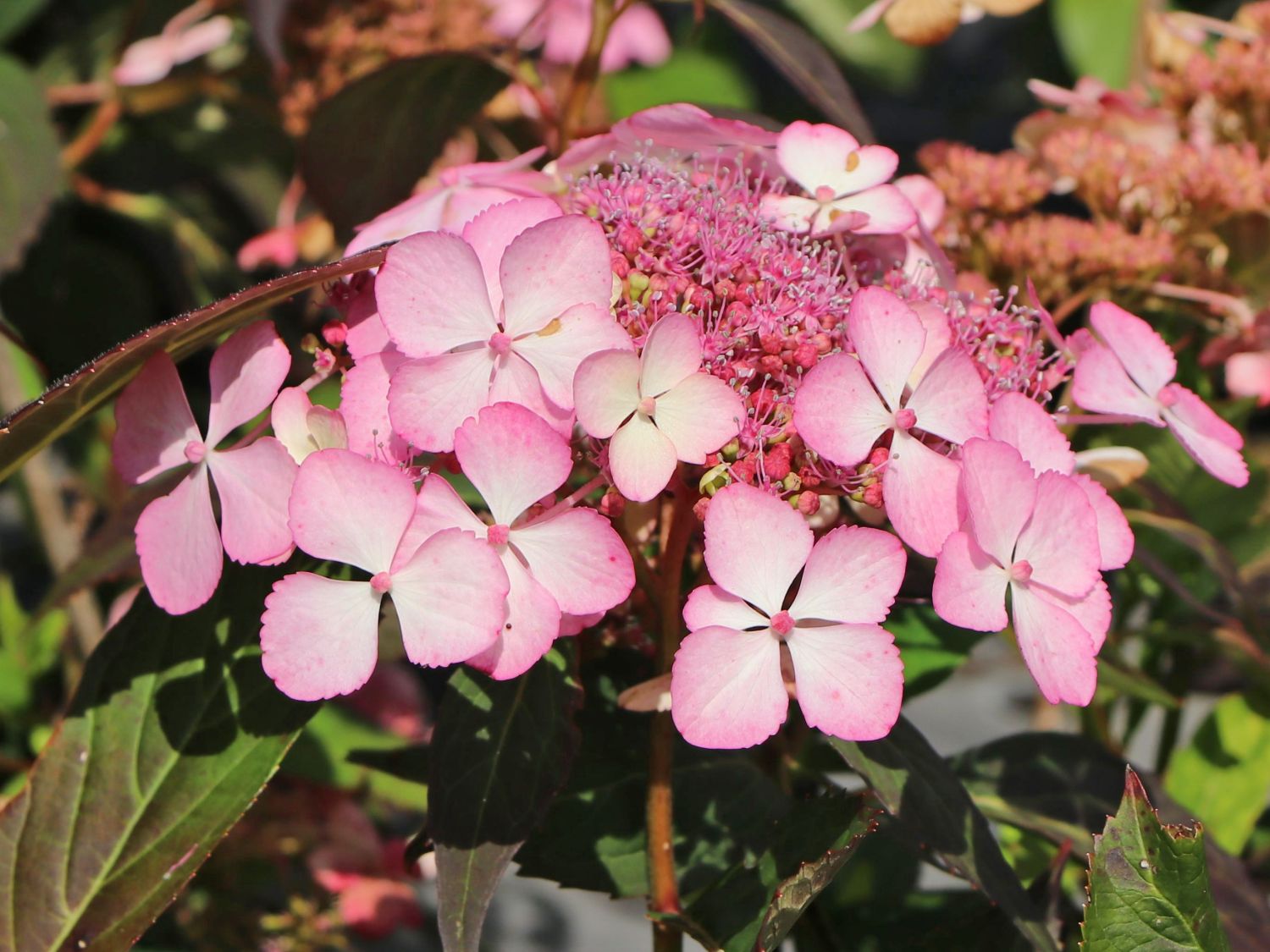 Kleinwüchsige Tellerhortensie 'Isusai-jaku' - Hydrangea serrata 'Isusai-jaku'