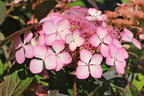 Kleinwüchsige Tellerhortensie 'Isusai-jaku' - Hydrangea serrata 'Isusai-jaku'