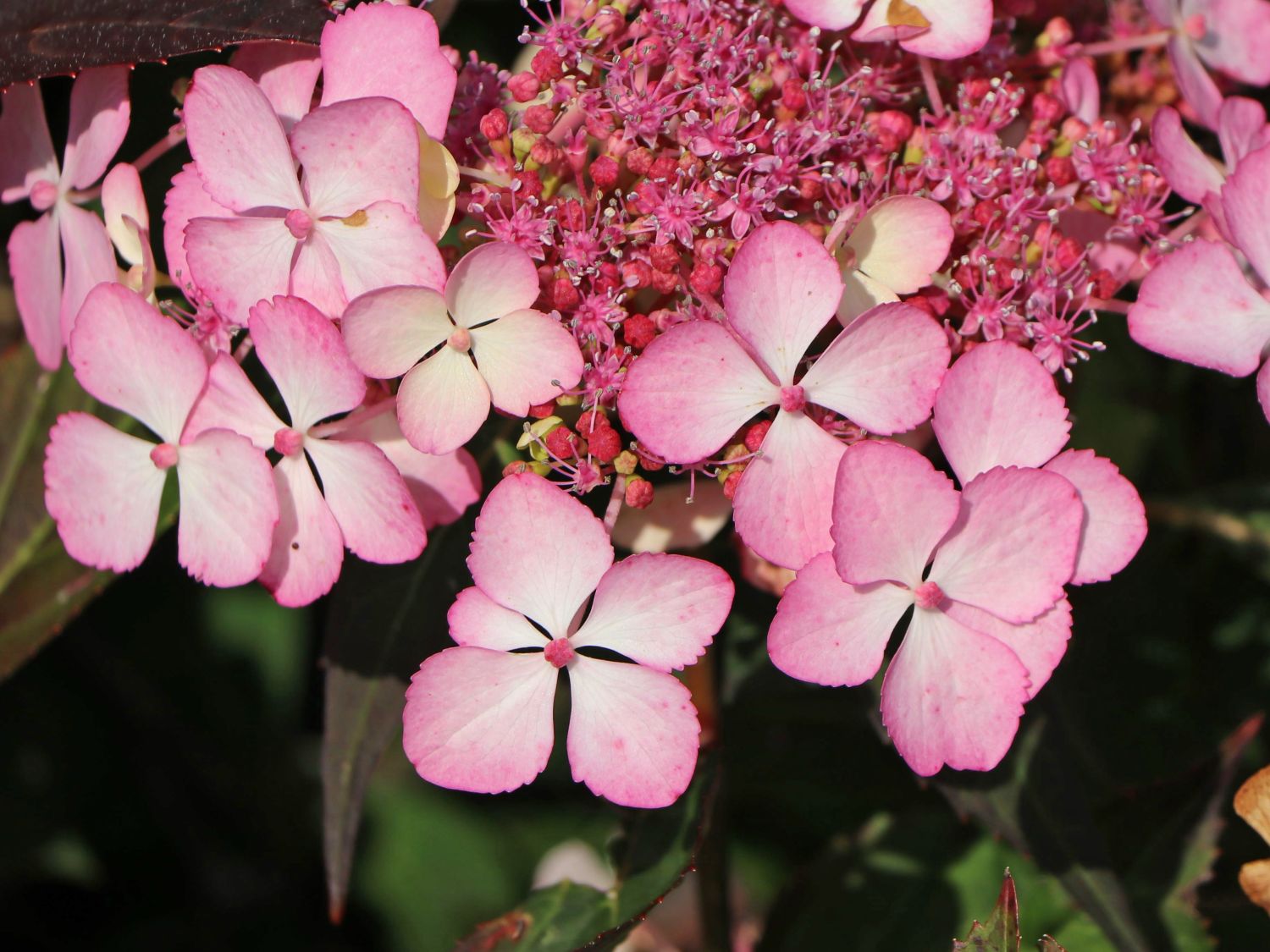 Kleinwüchsige Tellerhortensie 'Isusai-jaku' - Hydrangea serrata 'Isusai-jaku'