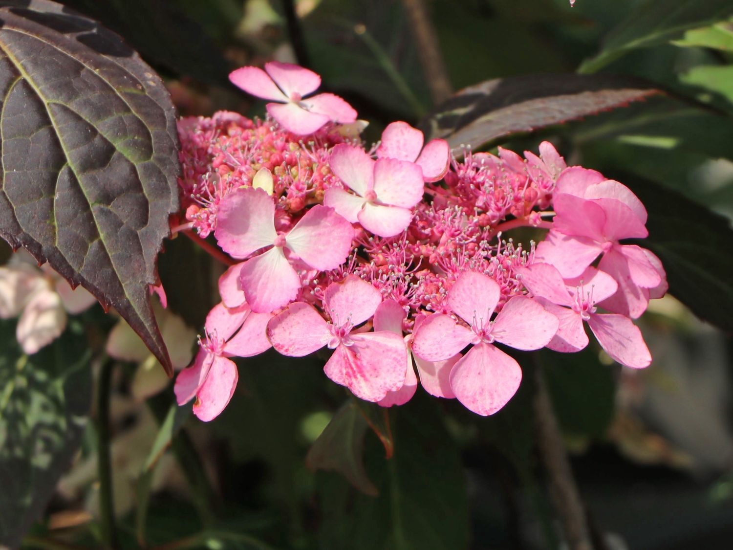 Kleinwüchsige Tellerhortensie 'Isusai-jaku' - Hydrangea serrata 'Isusai-jaku'