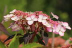 Kleinwüchsige Tellerhortensie 'Isusai-jaku' - Hydrangea serrata 'Isusai-jaku'