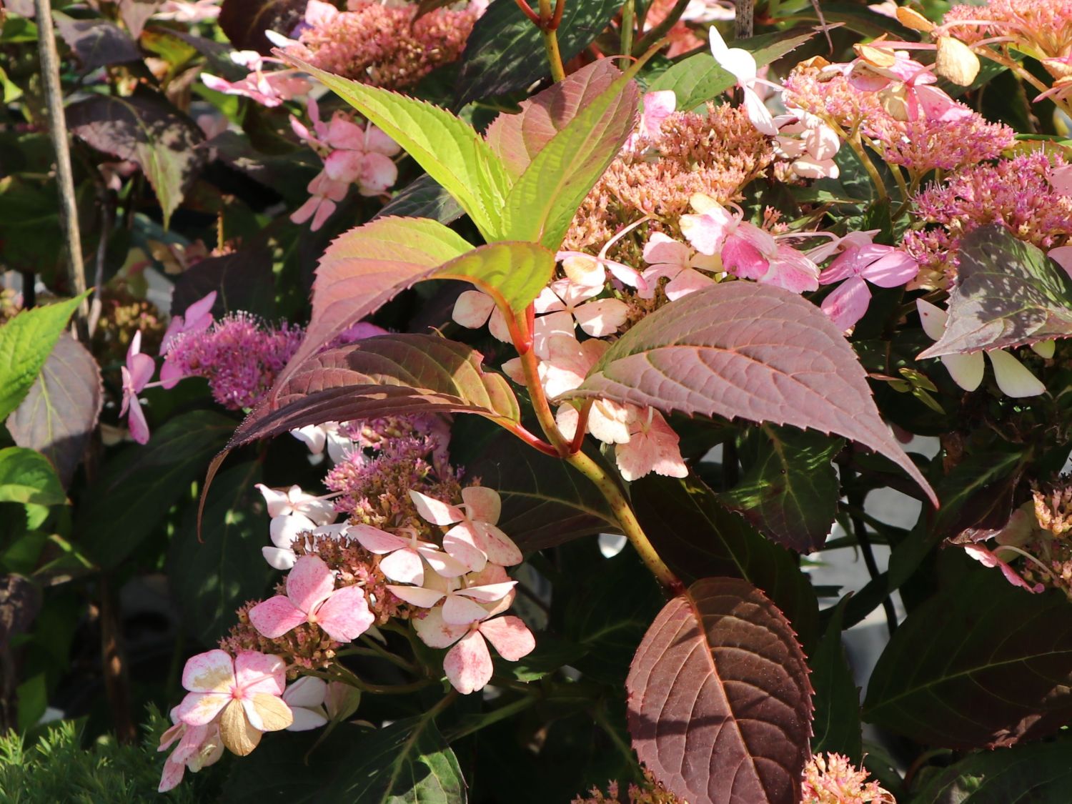 Kleinwüchsige Tellerhortensie 'Isusai-jaku' - Hydrangea serrata 'Isusai-jaku'