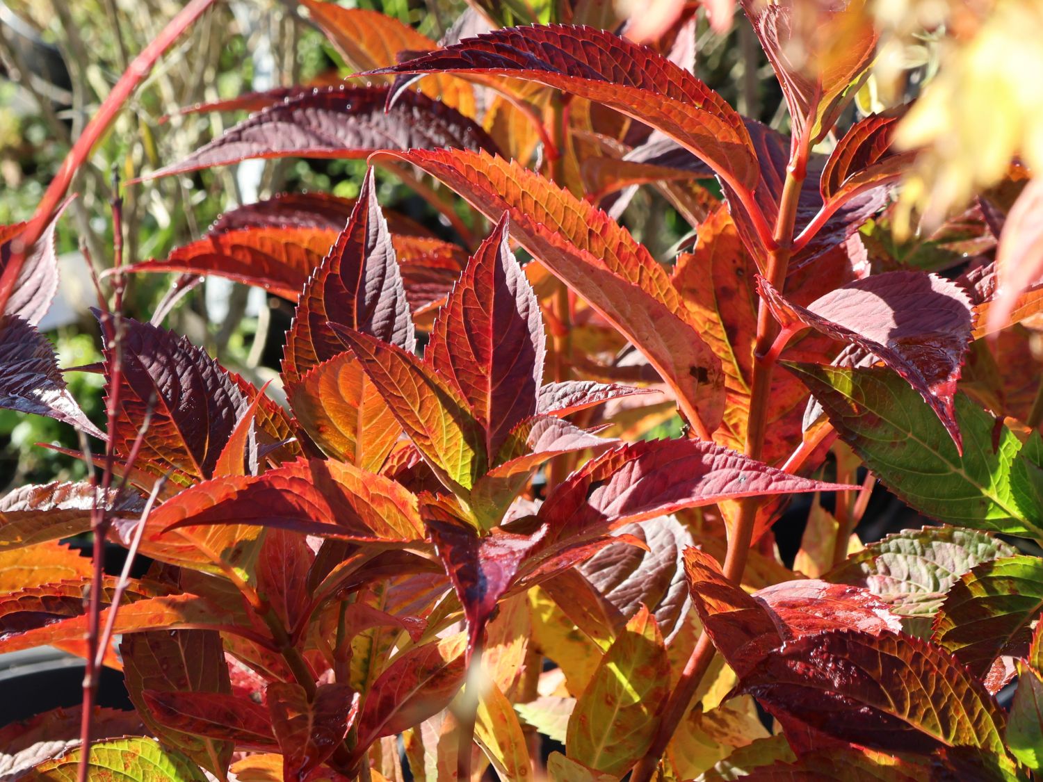Kleinwüchsige Tellerhortensie 'Isusai-jaku' - Hydrangea serrata 'Isusai-jaku'