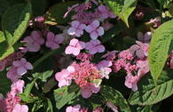 Kleinwüchsige Tellerhortensie 'Koreana'