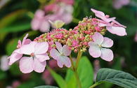 Kleinwüchsige Tellerhortensie 'Rosalba'