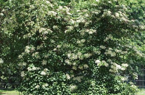 Weiße Kletterhortensie - Hydrangea anomala subsp. petiolaris