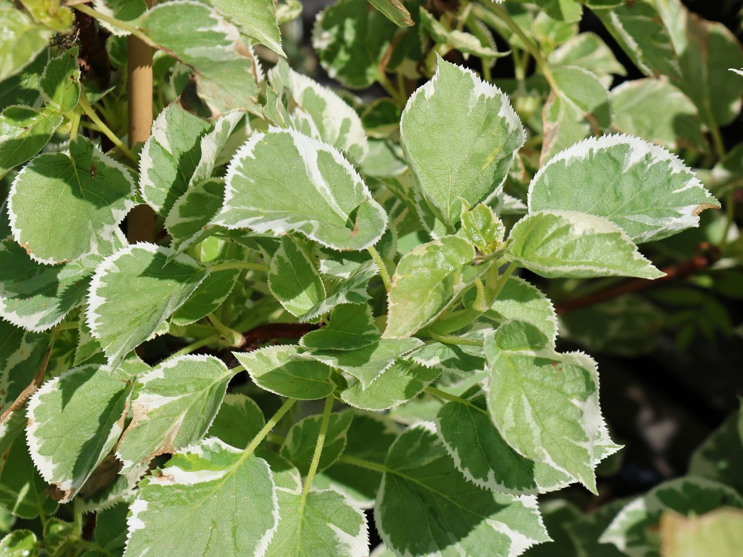 Kletterhortensie 'Silver Lining' - Hydrangea petiolaris 'Silver Lining'