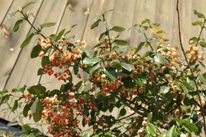 Kletternde Kriechspindel 'Vegetus'