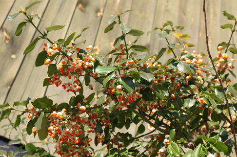 Kletternde Kriechspindel 'Vegetus' - Euonymus fortunei 'Vegetus'