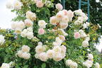 Kletterrose 'Alaska' ® - Rosa 'Alaska' ®
