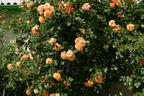 Kletterrose 'Aloha' ® - Rosa 'Aloha' ®