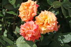 Kletterrose 'Aloha' ® - Rosa 'Aloha' ®