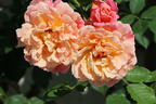 Kletterrose 'Aloha' ® - Rosa 'Aloha' ®