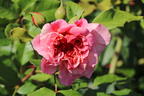 Kletterrose 'Aloha' ® - Rosa 'Aloha' ®