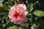 Kletterrose 'Aloha' ® - Rosa 'Aloha' ®
