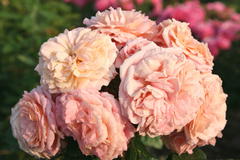 Kletterrose 'Amaretto' ®
