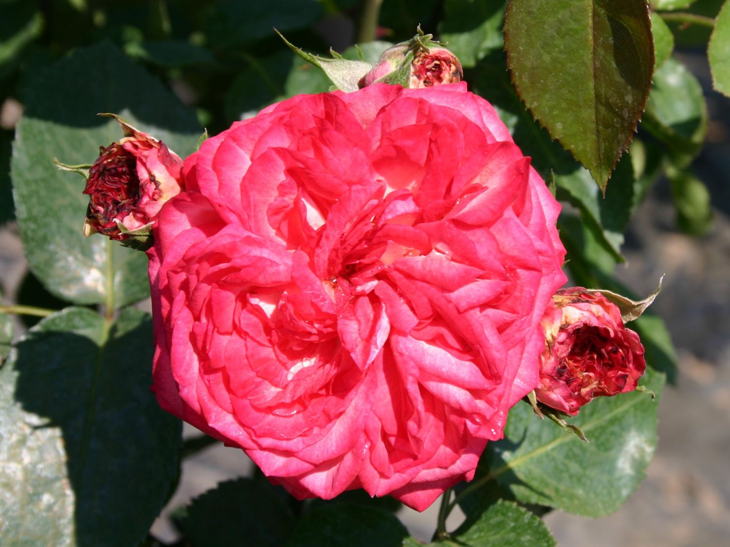 Kletterrose 'Antike 89' ® - Rosa 'Antike 89' ®