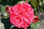 Kletterrose 'Antike 89' ® - Rosa 'Antike 89' ®