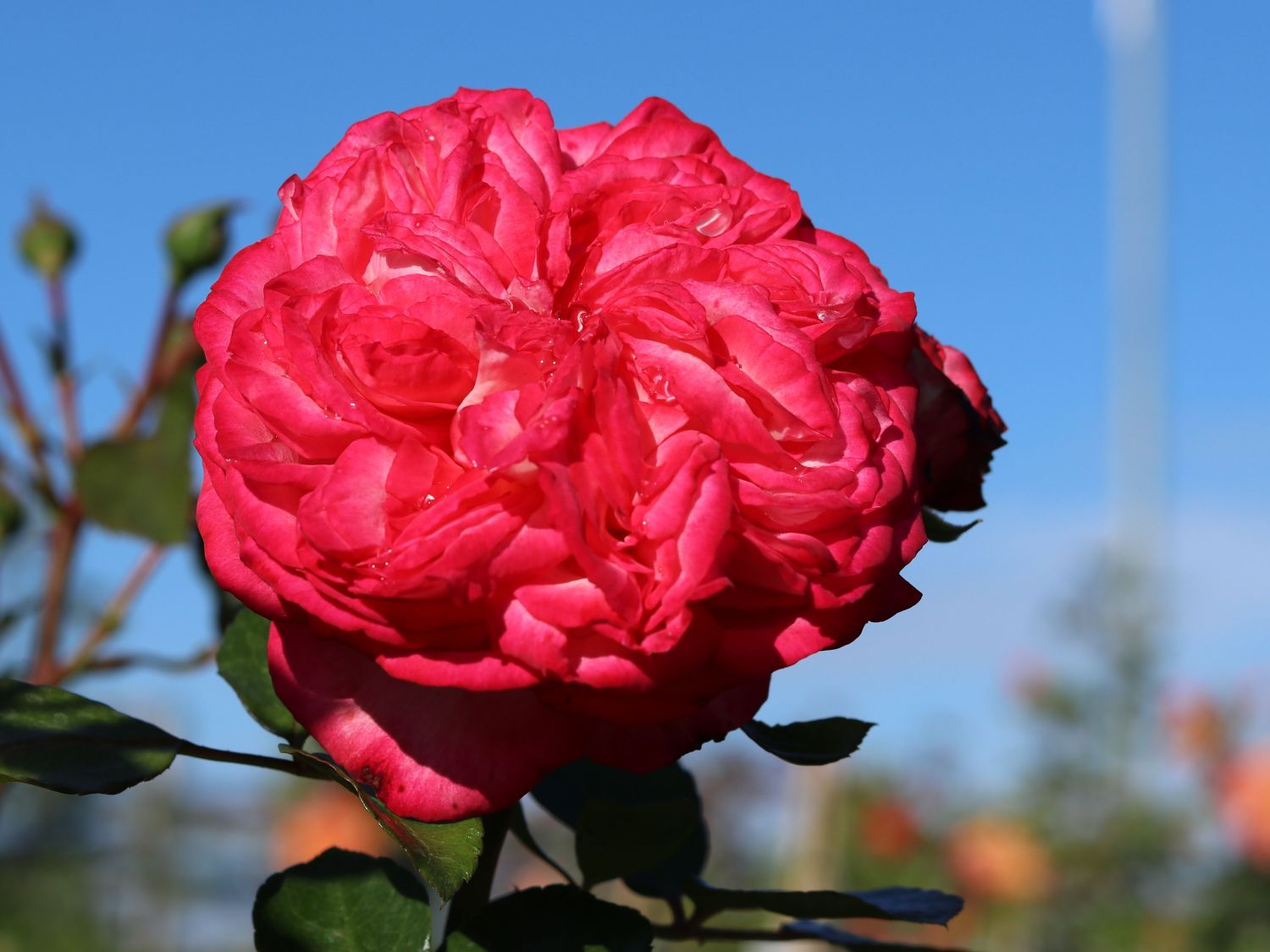 Kletterrose 'Antike 89' ® - Rosa 'Antike 89' ®
