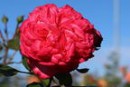 Kletterrose 'Antike 89' ® - Rosa 'Antike 89' ®