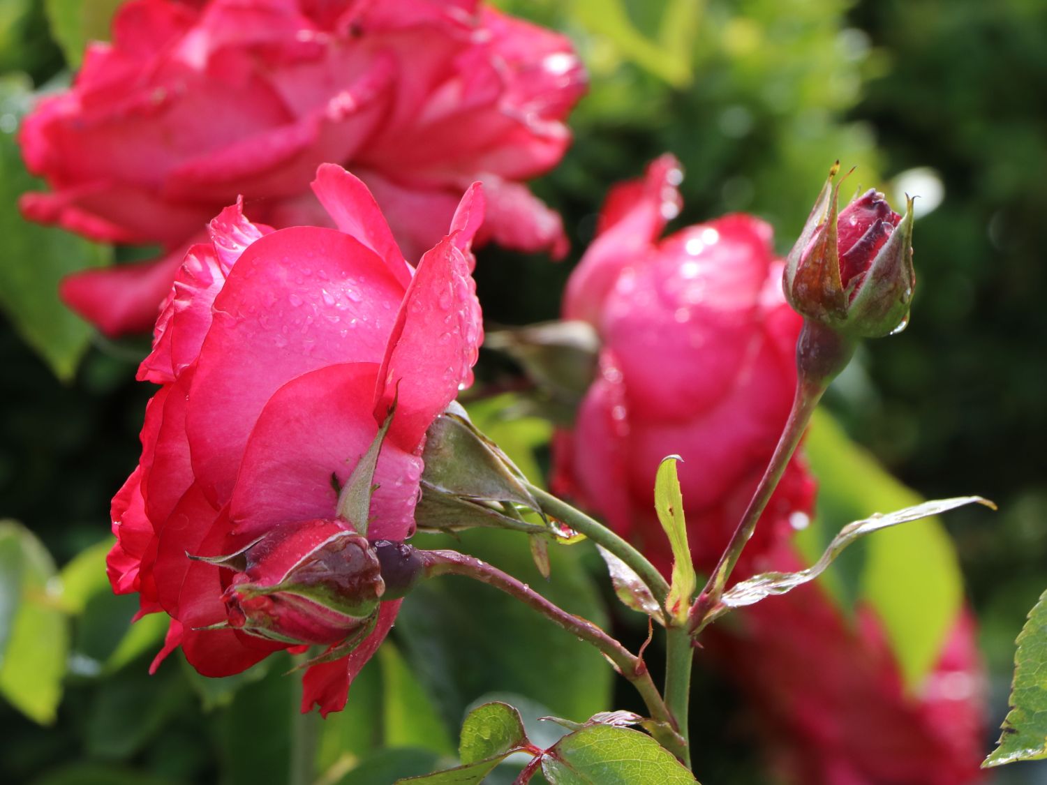 Kletterrose 'Antike 89' ® - Rosa 'Antike 89' ®