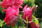 Kletterrose 'Antike 89' ® - Rosa 'Antike 89' ®
