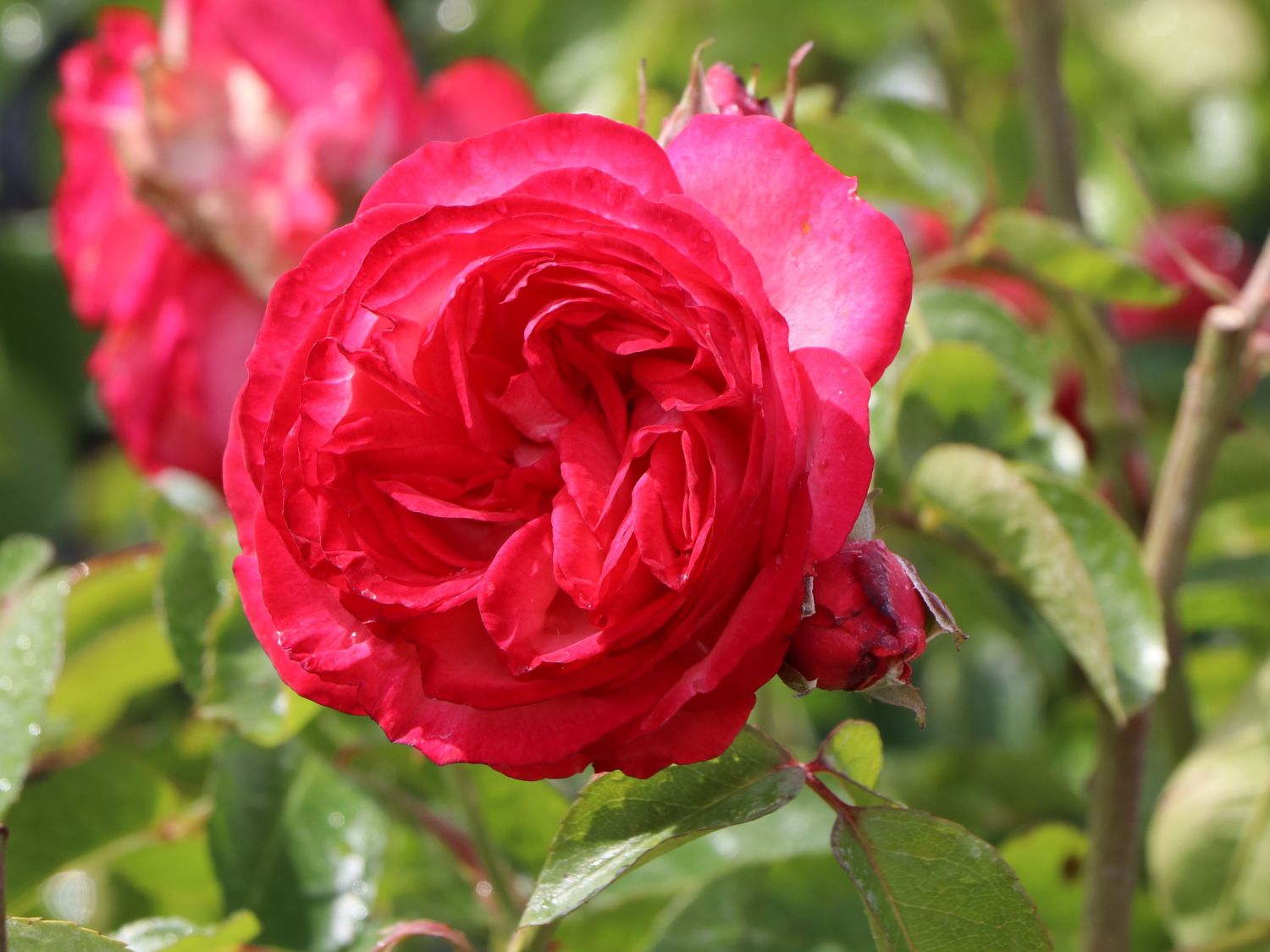 Kletterrose 'Antike 89' ® - Rosa 'Antike 89' ®