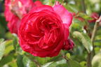 Kletterrose 'Antike 89' ® - Rosa 'Antike 89' ®