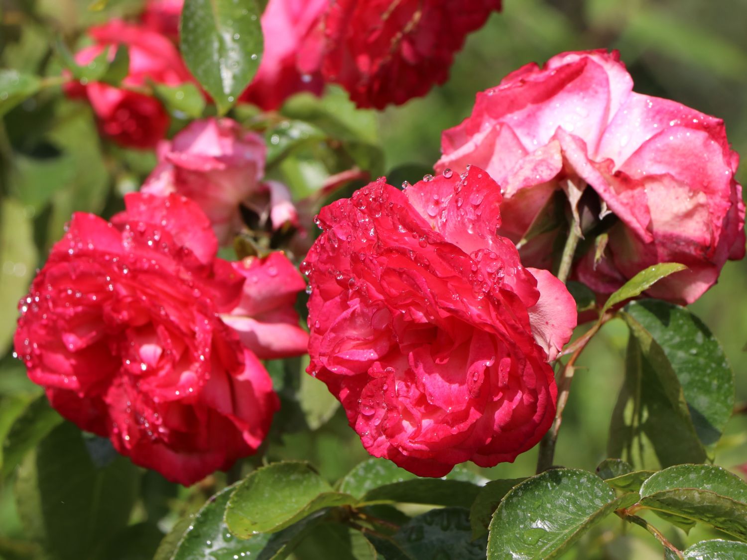 Kletterrose 'Antike 89' ® - Rosa 'Antike 89' ®