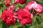 Kletterrose 'Antike 89' ® - Rosa 'Antike 89' ®