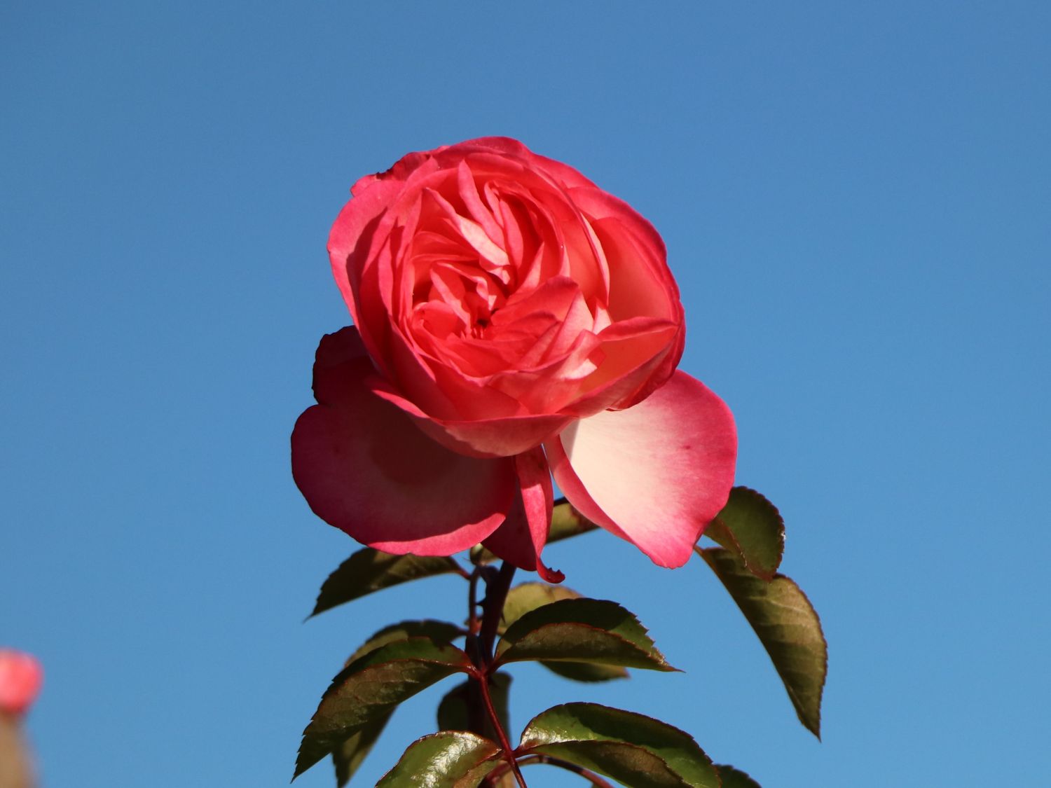 Kletterrose 'Antike 89' ® - Rosa 'Antike 89' ®