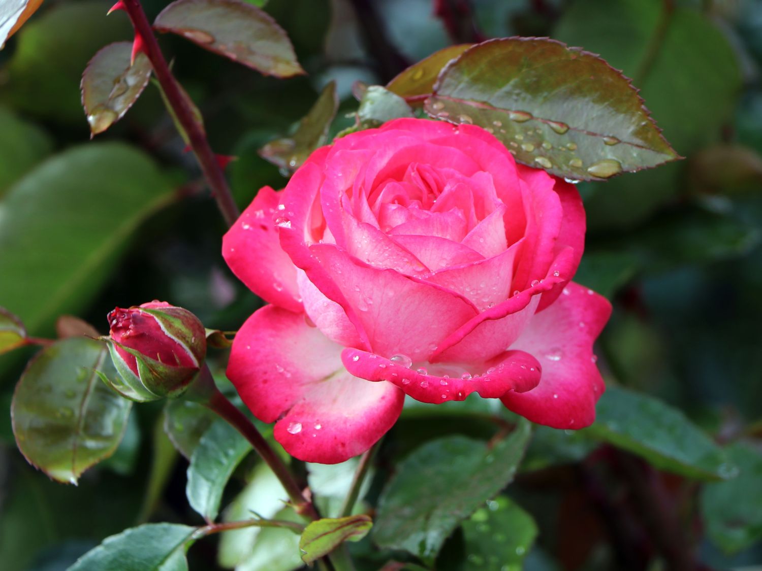 Kletterrose 'Antike 89' ® - Rosa 'Antike 89' ®