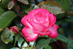 Kletterrose 'Antike 89' ® - Rosa 'Antike 89' ®