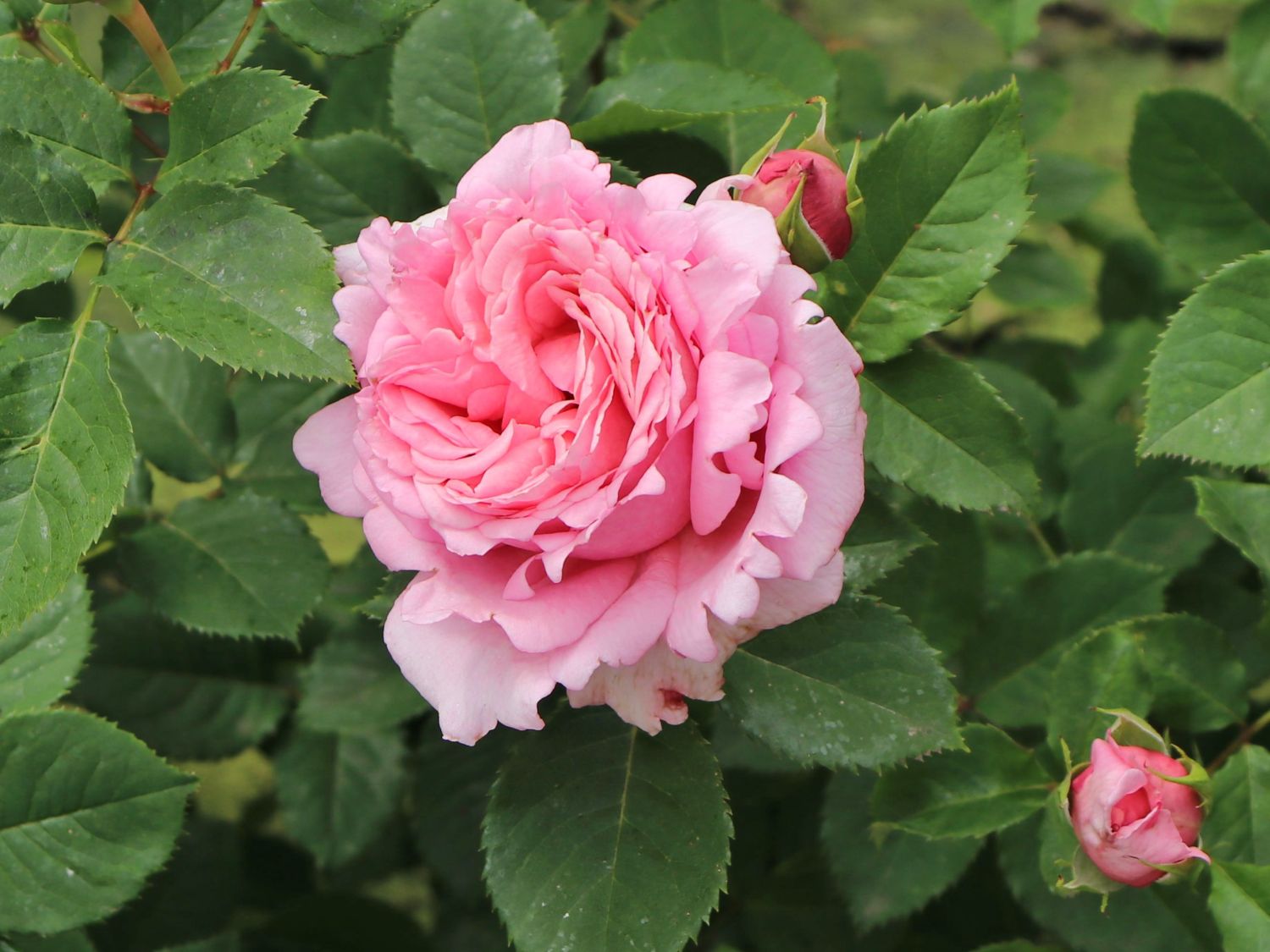 Kletterrose 'Bienvenue' - Rosa 'Bienvenue'